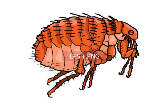 Download Flea Insect Animal Illustration - Animal Collection