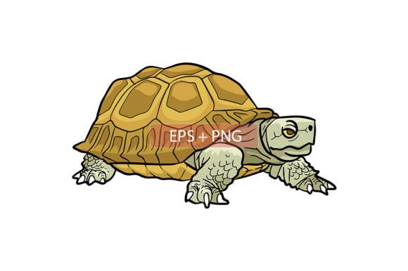 Download Tortoise Animal Illustration - Animal Collection